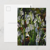 Carte Postale Snowdrops (Devant / Derrière)