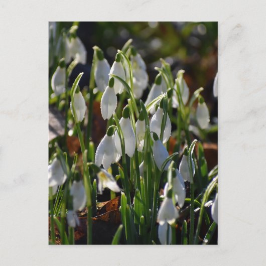 Carte Postale Snowdrops (Devant)