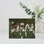 Carte Postale Snowdrops (Debout devant)