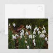 Carte Postale Snowdrops (Devant / Derrière)