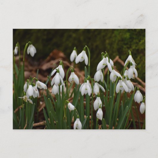 Carte Postale Snowdrops (Devant)