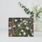 Carte Postale Snowdrops (Debout devant)