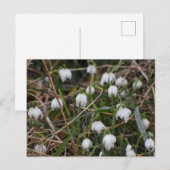 Carte Postale Snowdrops (Devant / Derrière)