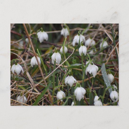 Carte Postale Snowdrops (Devant)