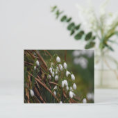Carte Postale Snowdrops (Debout devant)