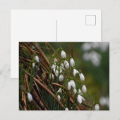 Carte Postale Snowdrops (Devant / Derrière)