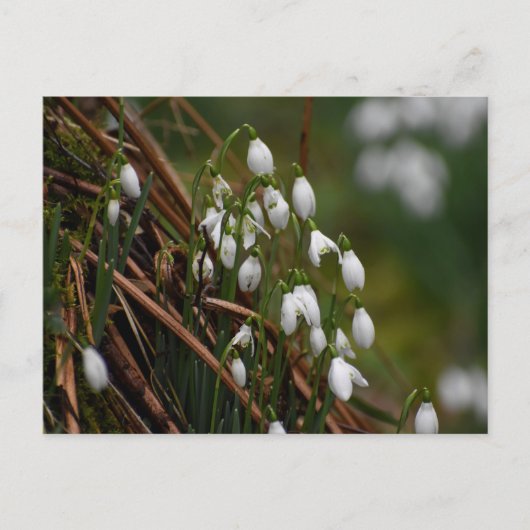 Carte Postale Snowdrops (Devant)