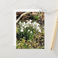 SNOWDROPS