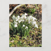 CARTE POSTALE SNOWDROPS (Devant)