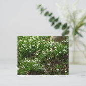 Carte Postale Snowdrops (Debout devant)
