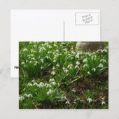 Carte Postale Snowdrops (Devant / Derrière)