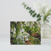 Carte Postale Snowdrops (Debout devant)