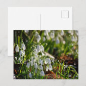 Carte Postale Snowdrops (Devant / Derrière)