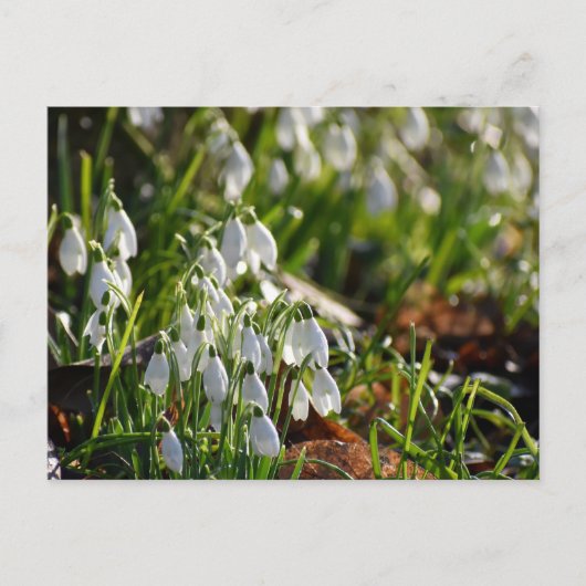 Carte Postale Snowdrops (Devant)