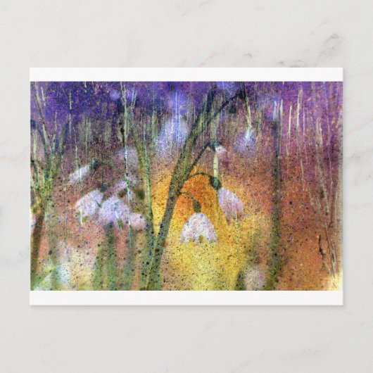 Carte Postale Snowdrops (Devant)