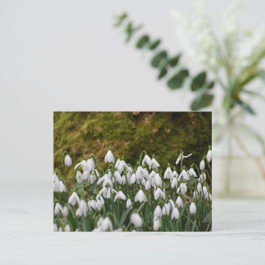 Carte Postale Snowdrops (Debout devant)