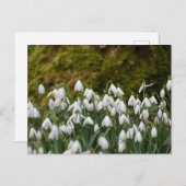 Carte Postale Snowdrops (Devant / Derrière)