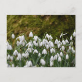 Carte Postale Snowdrops (Devant)