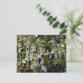 Carte Postale Snowdrops (Debout devant)