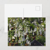 Carte Postale Snowdrops (Devant / Derrière)