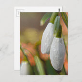 Carte Postale Snowdrops (Devant / Derrière)