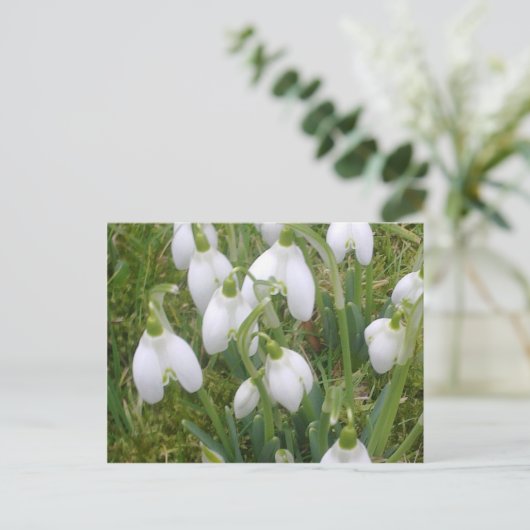 Carte postale Snowdrops (Debout devant)