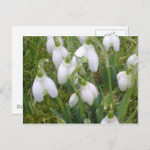 Carte postale Snowdrops (Devant / Derrière)