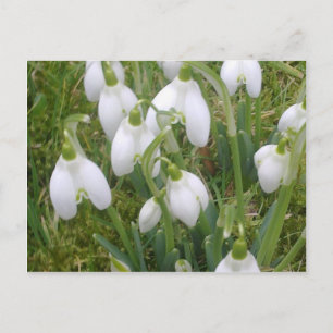 Carte postale Snowdrops