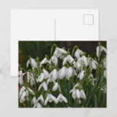 Carte Postale Snowdrops (Devant / Derrière)