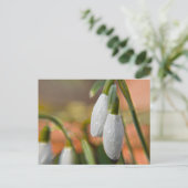 Carte Postale Snowdrops (Debout devant)