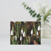 Carte Postale Snowdrops (Debout devant)
