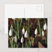 Carte Postale Snowdrops (Devant / Derrière)