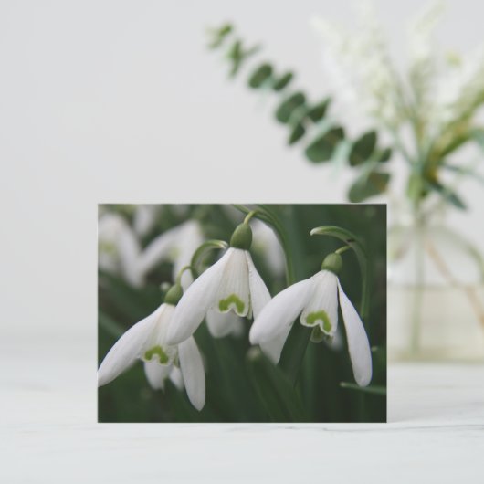 Carte Postale Snowdrops (Debout devant)