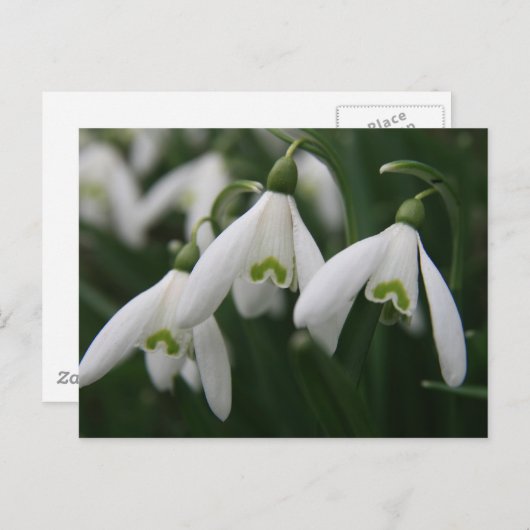Carte Postale Snowdrops (Devant / Derrière)