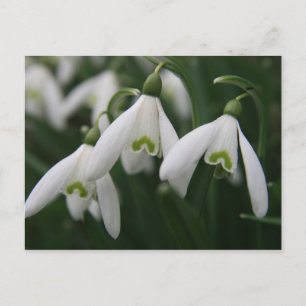 Carte Postale Snowdrops