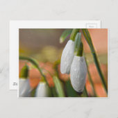 Carte Postale Snowdrops (Devant / Derrière)
