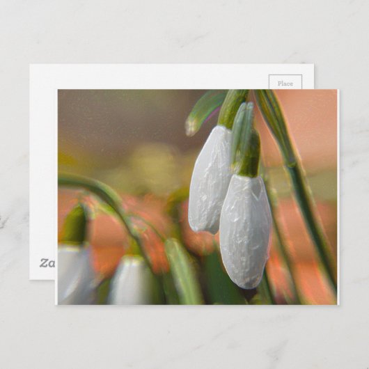 Carte Postale Snowdrops (Devant / Derrière)