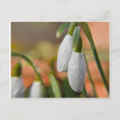 Carte Postale Snowdrops (Devant)