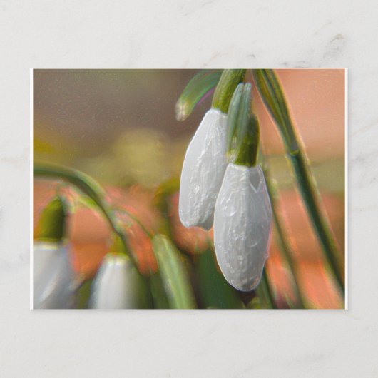 Carte Postale Snowdrops (Devant)