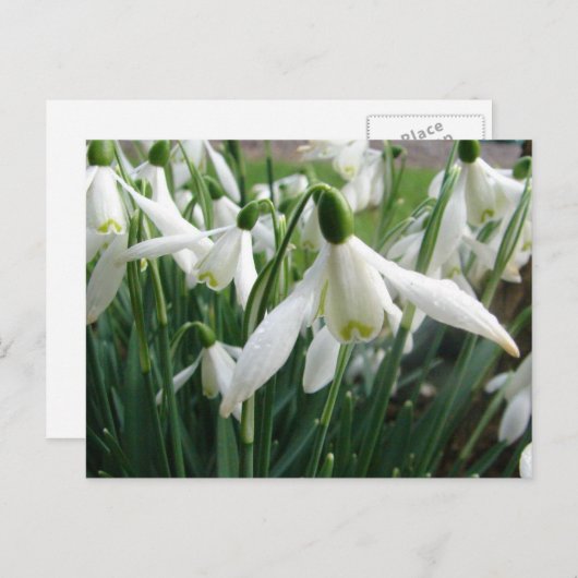Carte Postale Snowdrops (Devant / Derrière)