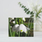 Carte Postale Snowdrops de printemps (Debout devant)