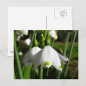 Carte Postale Snowdrops de printemps (Devant / Derrière)