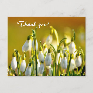 Carte Postale Snowdrops de printemps Fleurs Merci
