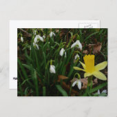 Carte Postale Snowdrops et Daffodil Spring Floral (Devant / Derrière)