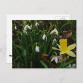 Carte Postale Snowdrops et Daffodil Spring Floral (Devant / Derrière)