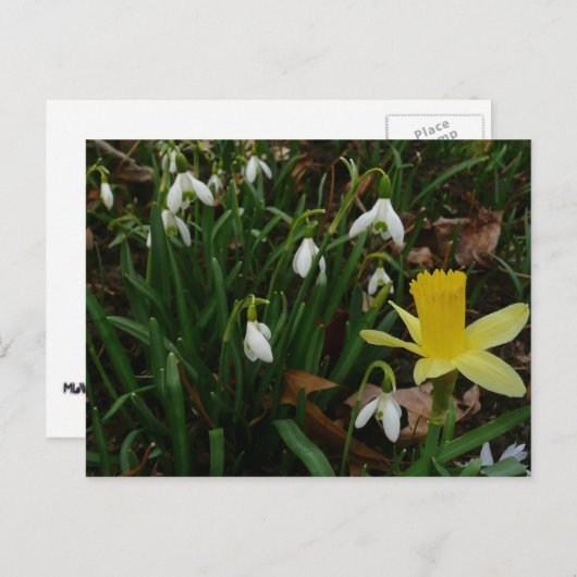 Carte Postale Snowdrops et Daffodil Spring Floral (Devant / Derrière)