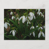 Carte Postale Snowdrops I (Devant)