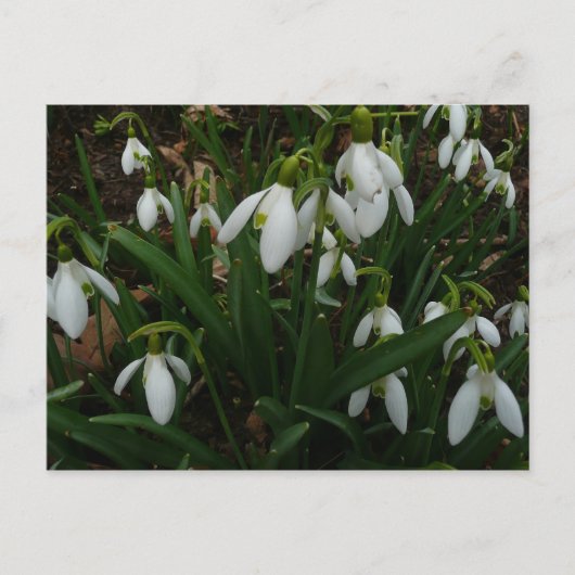 Carte Postale Snowdrops I (Devant)