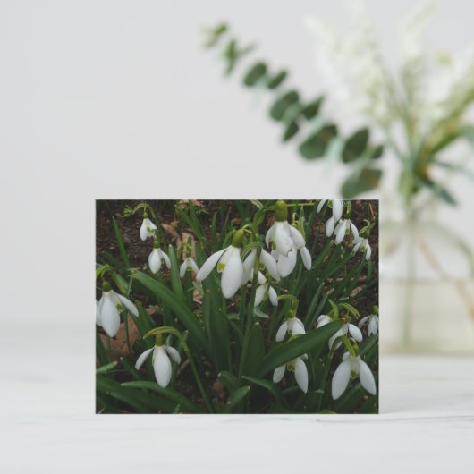 Carte Postale Snowdrops I (Debout devant)