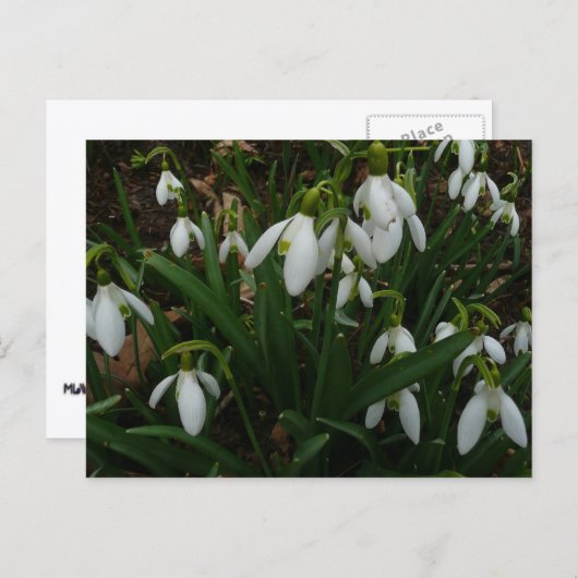 Carte Postale Snowdrops I (Devant / Derrière)